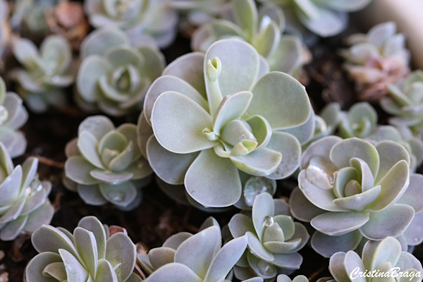 Rosinha de pedra - Orostachys boehmeri