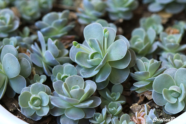 Rosinha de pedra - Orostachys boehmeri