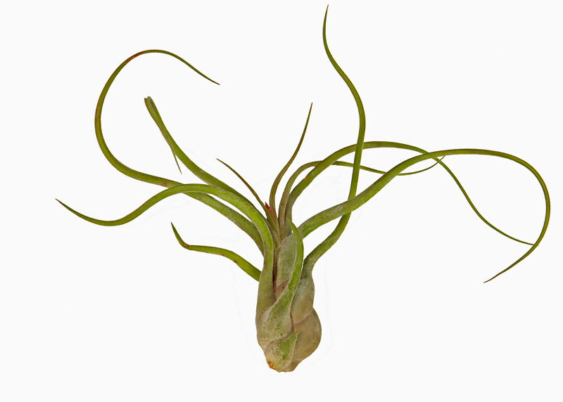 Tillandsia caput-medusae