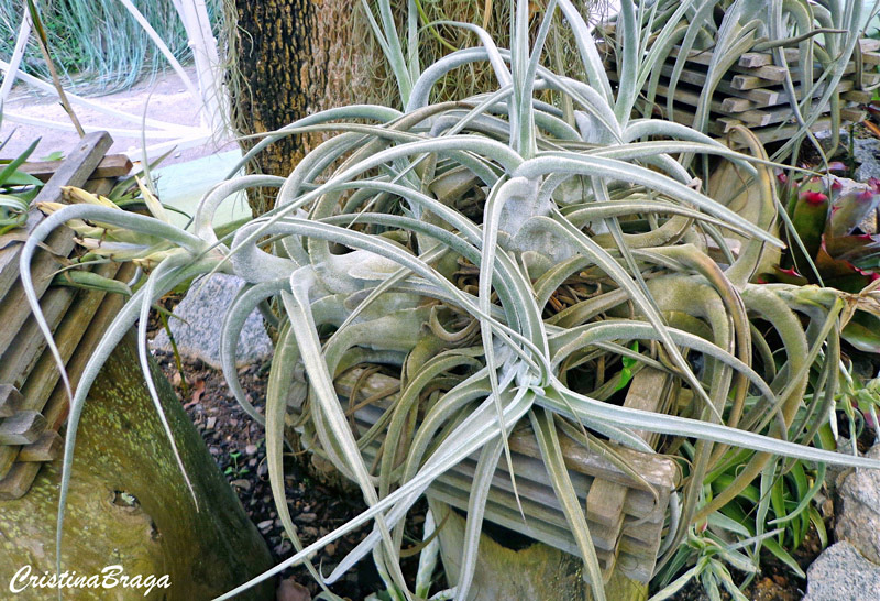 Tillandsia caput-medusae