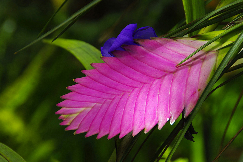 Tillandsia cyanea