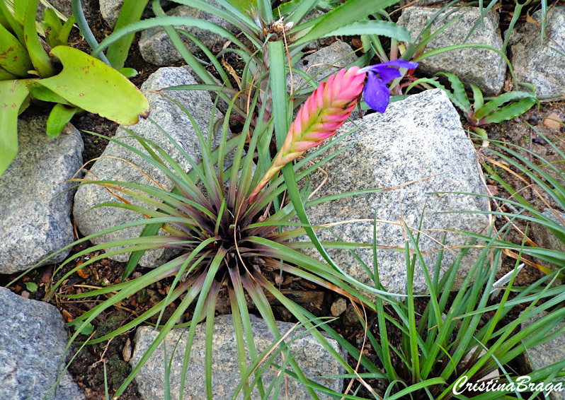 Tillandsia cyanea