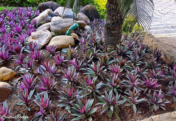 Abacaxi roxo - Tradescantia "Hawaiian Dwarf"