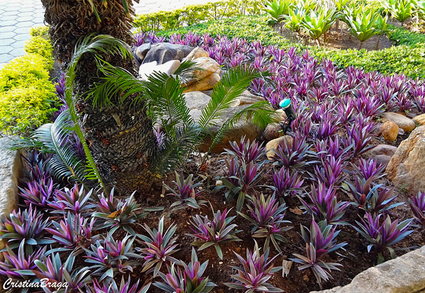 Abacaxi roxo - Tradescantia "Hawaiian Dwarf"