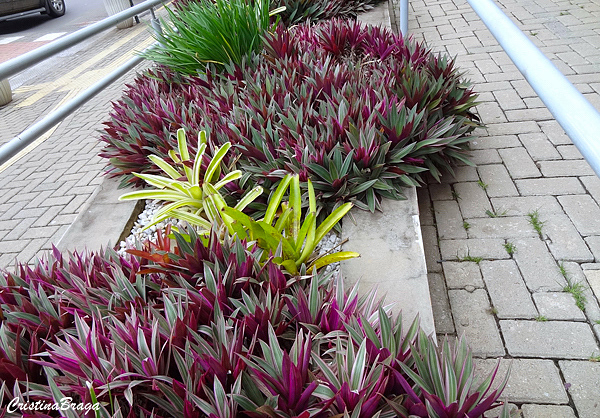 Abacaxi roxo - Tradescantia "Hawaiian Dwarf"