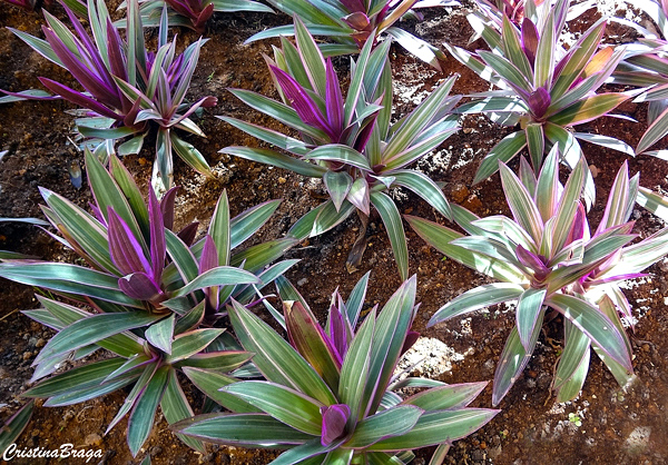 Abacaxi roxo - Tradescantia "Hawaiian Dwarf"