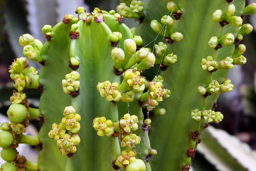 Cacto candelabro - Euphorbia ingens - Flores e Folhagens