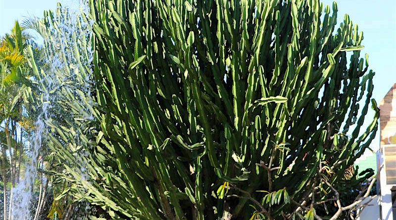 Cacto candelabro - Euphorbia ingens - Flores e Folhagens