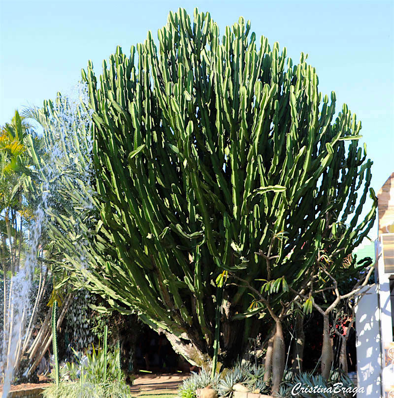 Cacto candelabro - Euphorbia ingens - Flores e Folhagens