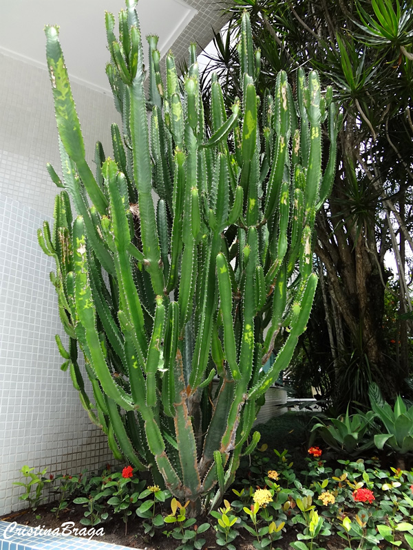 Cacto candelabro - Euphorbia ingens - Flores e Folhagens