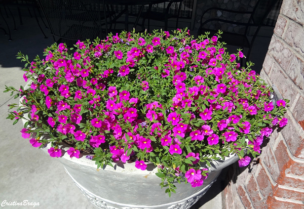 Petunia