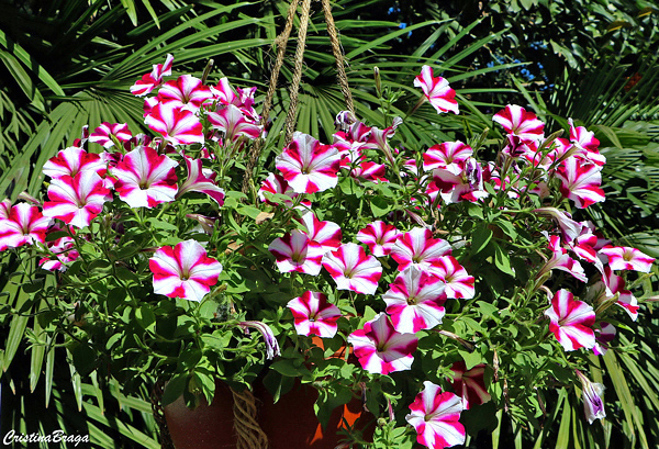 Petunia