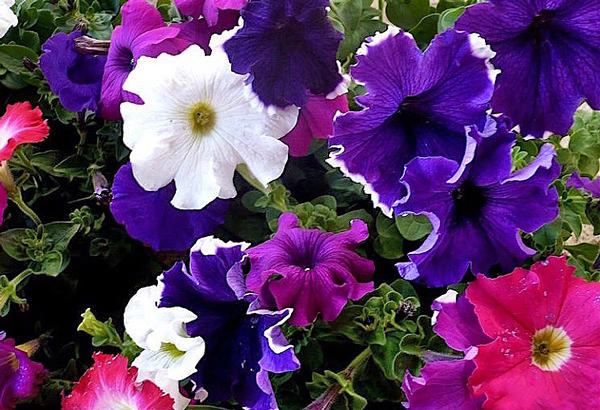 Petunia