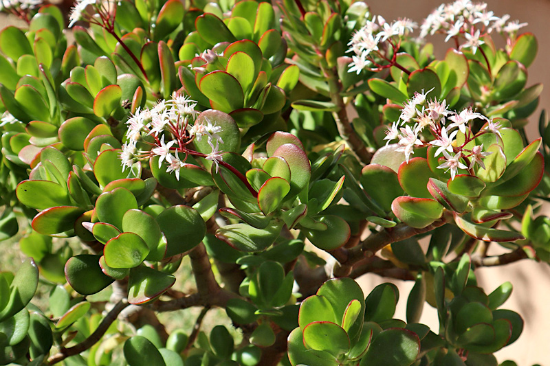 Planta jade - Crassula ovata