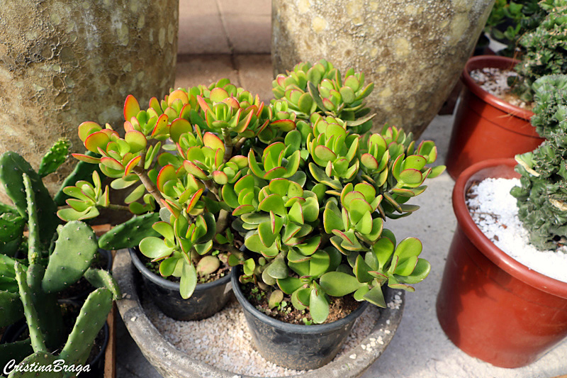 Planta jade - Crassula ovata