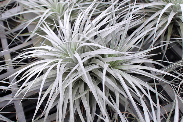 Tillandsia stricta