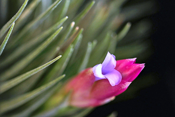 Tillandsia stricta