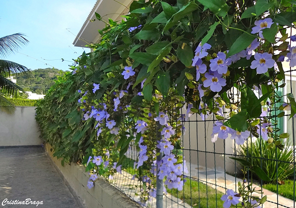 Tumbérgia Azul - Thunbergia grandiflora