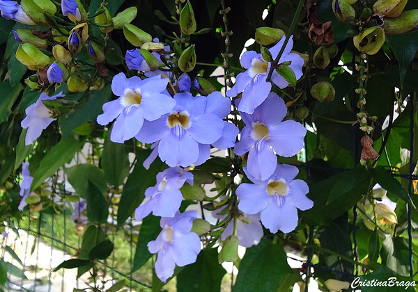 Tumbérgia Azul - Thunbergia grandiflora