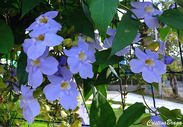 Tumbérgia Azul - Thunbergia grandiflora