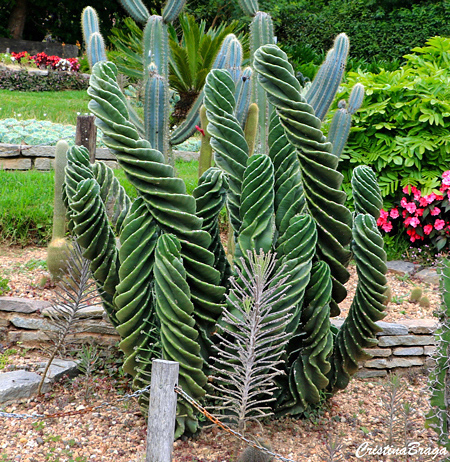 Cacto parafuso - Cereus peruvianus Tortuosus