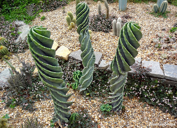 Cacto parafuso - Cereus peruvianus Tortuosus