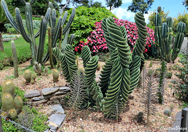 Cacto parafuso - Cereus peruvianus Tortuosus