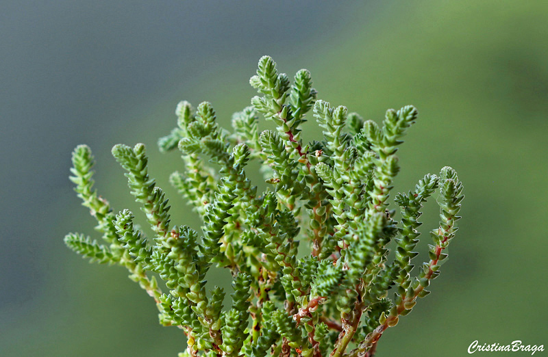 Crassula muscosa