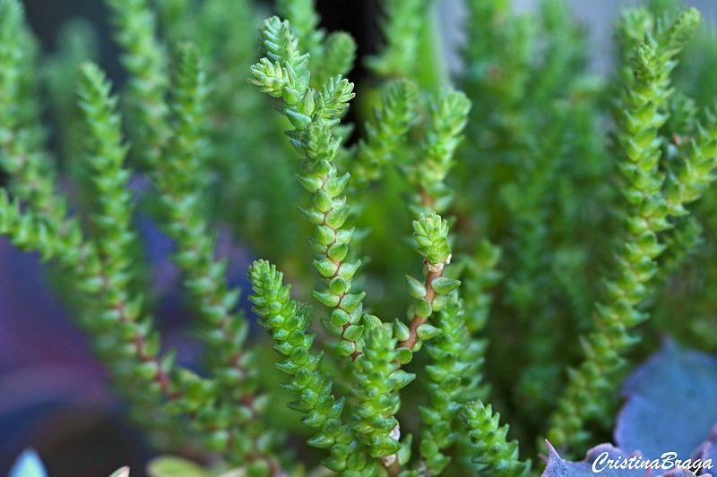 Crassula muscosa