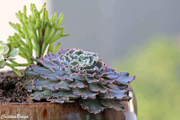 Echeveria Curly Locks