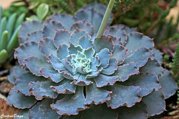 Echeveria Curly Locks