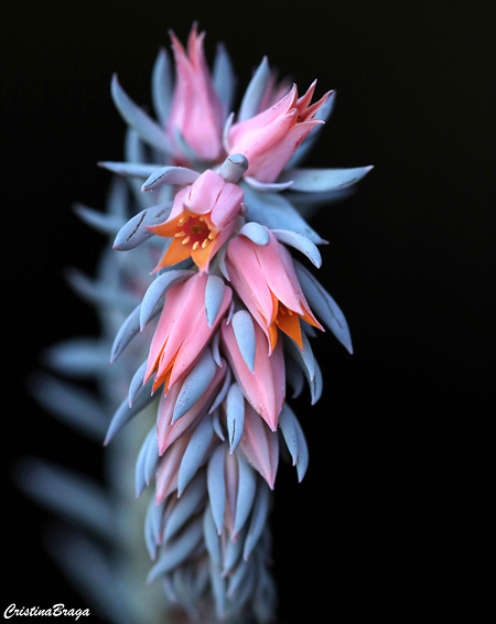 Echeveria Curly Locks