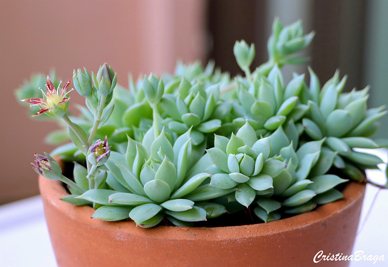 Graptopetalum macdougallii