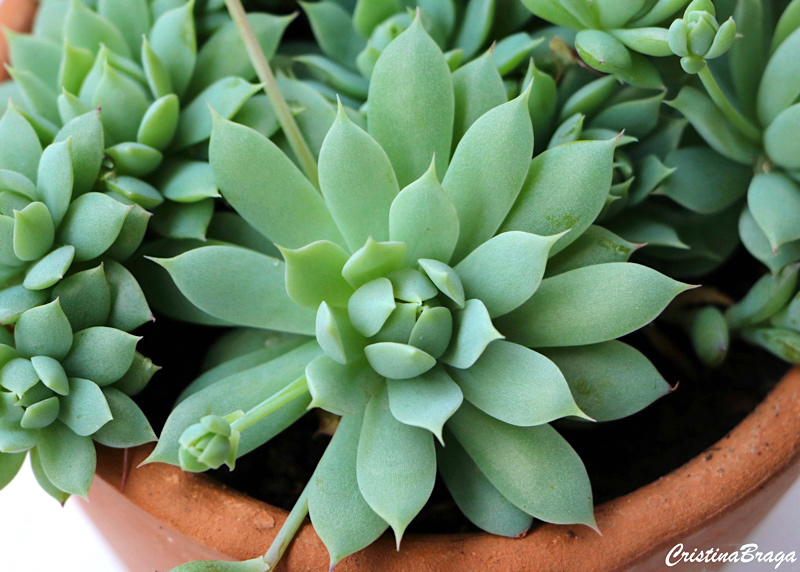 Graptopetalum macdougallii