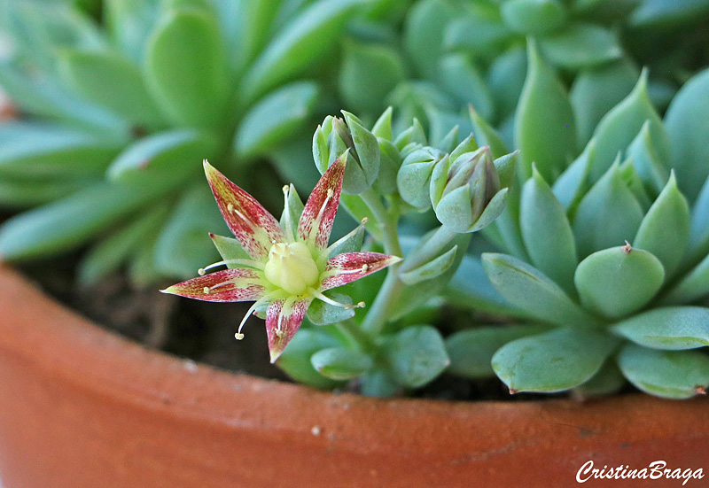 Graptopetalum macdougallii