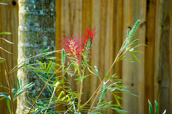 Grevílea - Grevillea banksii