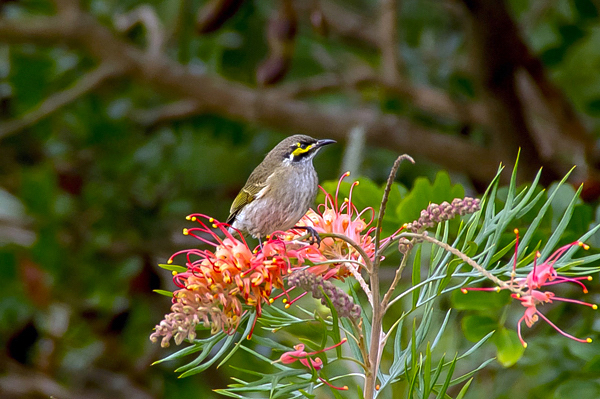 Grevílea - Grevillea banksii