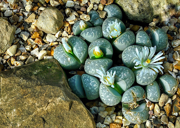 Lithops - Planta pedra