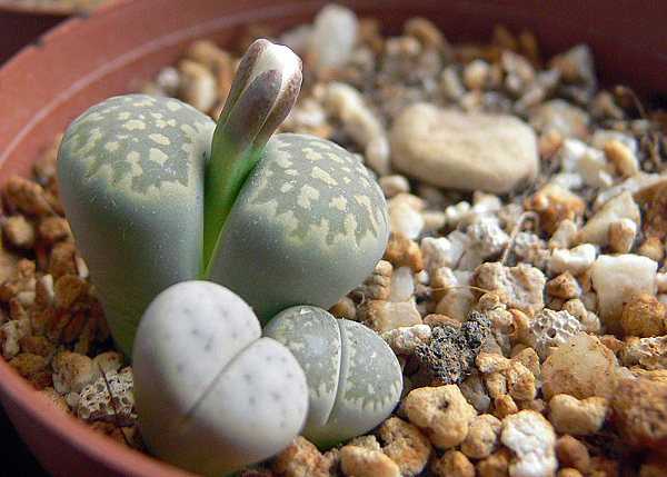Lithops - Planta pedra