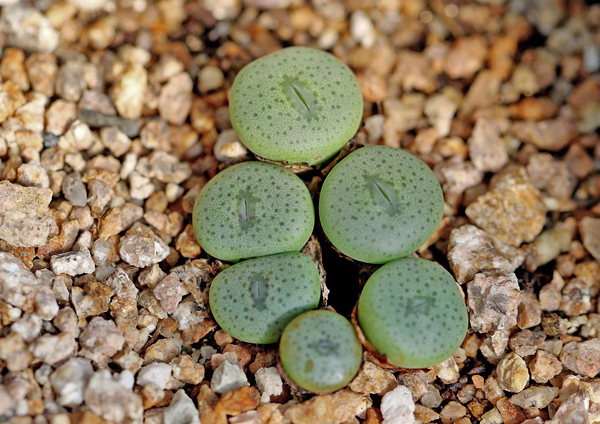 Lithops - Planta pedra