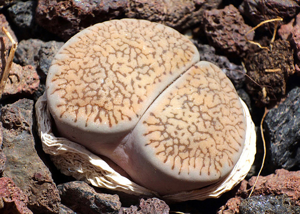 Lithops - Planta pedra