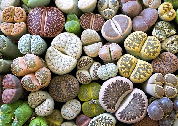 Lithops - Planta pedra