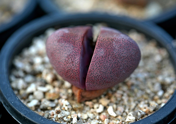 Lithops - Planta pedra