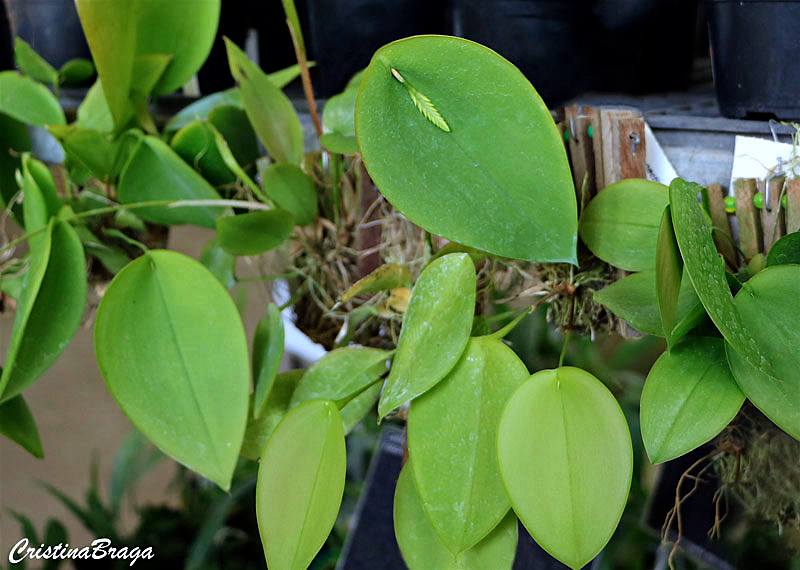 Orquídea Acianthera pectinata