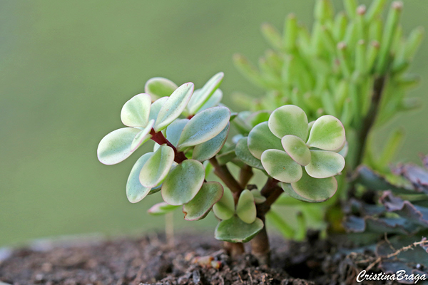 Portulacaria afra Variegata