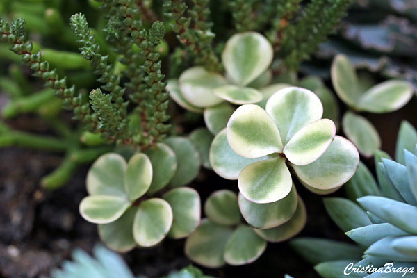 Portulacaria afra Variegata