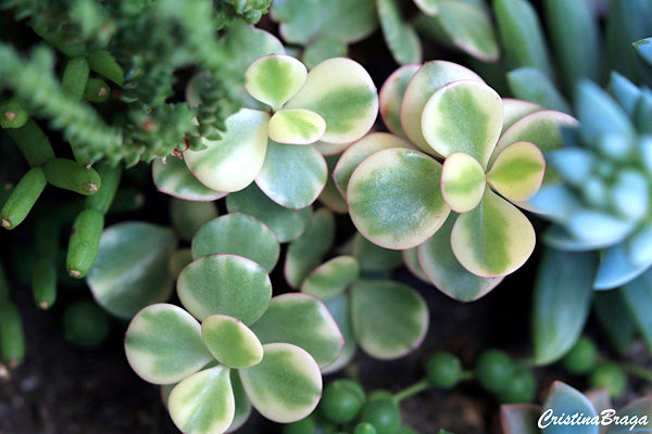 Portulacaria afra Variegata