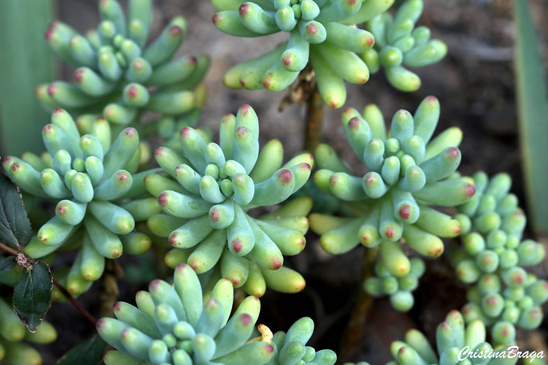 Sedum pachyphyllum