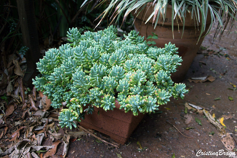 Sedum pachyphyllum