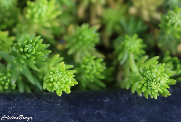 Sedum rupestre Angelina